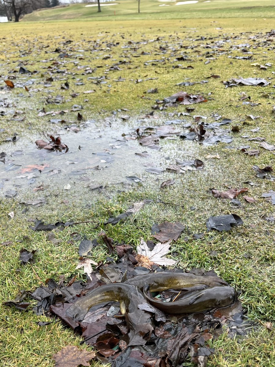 January 17th and we are dealing with catfish in the fairways. 🤦‍♂️