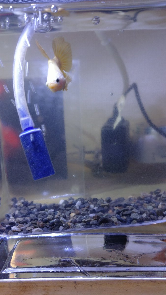 XIByUvTq8HARlys's tweet image. おはようございます。
これだっ‼️ていう楽しみもなく今日も起きてしまいましたね😅
また仕事しに行きます😥
肩こりが酷いし、職業病が勃発中‼️
今日も１日、よろしくお願いしまーす🙇  
#ThisisBETA