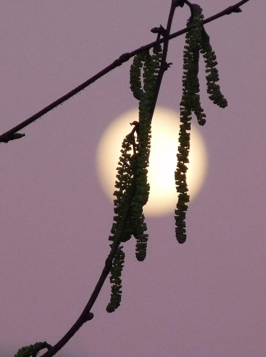 MeteoCotedAzur's tweet image. ✨🌕 17/01/2022 à 22h05 : Voici les premières photos de la première pleine lune de l'année 2022 ! Elle est appelée "Pleine Lune du loup" par les #Amérindiens. Merci pour vos contributions ! #CotedAzurFrance #Nice06 #Meteo06 #Meteo83