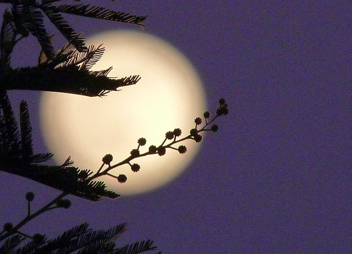 MeteoCotedAzur's tweet image. ✨🌕 17/01/2022 à 22h05 : Voici les premières photos de la première pleine lune de l'année 2022 ! Elle est appelée "Pleine Lune du loup" par les #Amérindiens. Merci pour vos contributions ! #CotedAzurFrance #Nice06 #Meteo06 #Meteo83