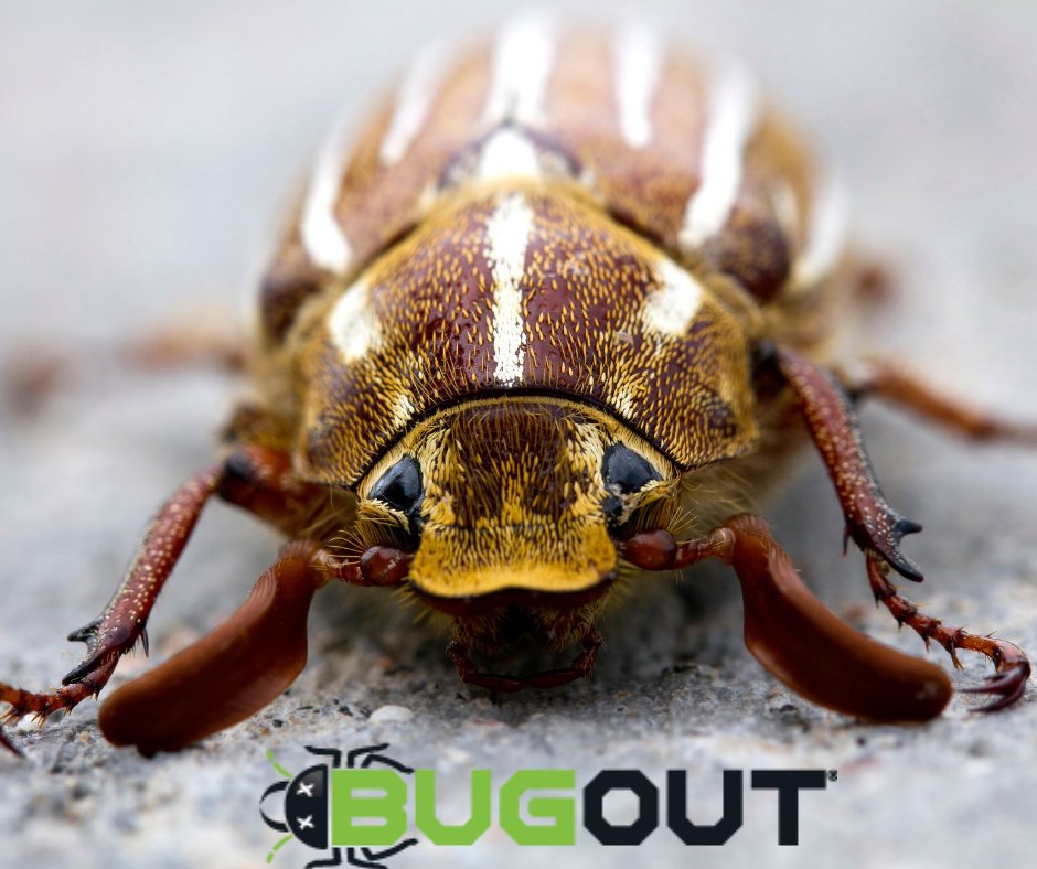 BugOut_Service's tweet image. &quot;Sometimes Misidentified, Often Misunderstood&quot;. Read the battle of identifying carpet beetle’s vs bed bugs. 

Need Bed Bug Control? Visit bugoutservice.com/bed-bug-contro… NOW!

Article: 
pctonline.com/article/someti…