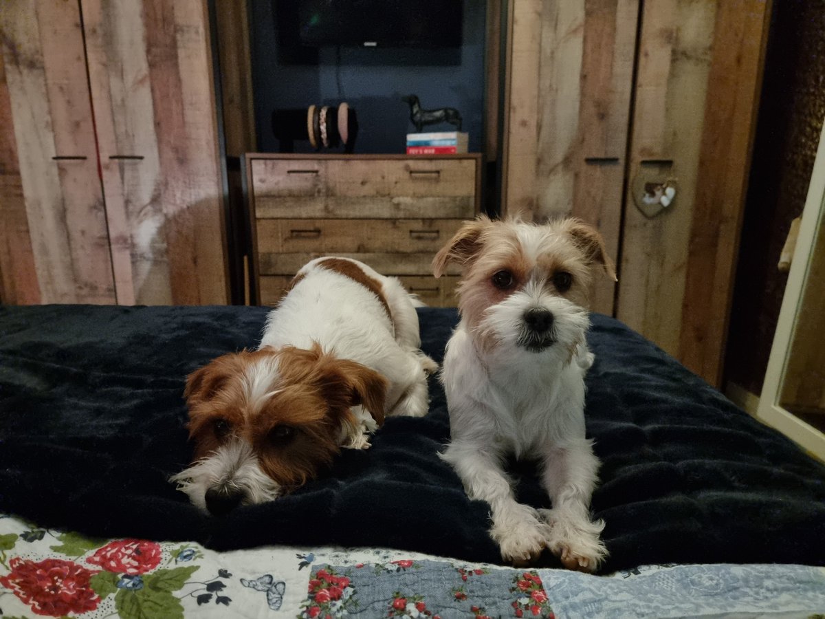 MillieandGriff's tweet photo. One more story before bed please 🙏 😴  #dogsoftwitter #tummybug https://t.co/JjvGWoikXs