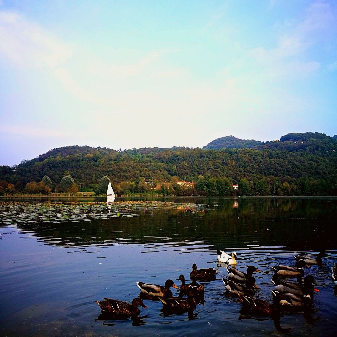 💦Lago di Fimon; uno specchio d'acqua tra i Colli Berici.
Un percorso ad anello permette una bella passeggiata attorno al lago, un momento per rilassarsi e godere della natura circostante 
#venetodascoprire #veneto #Vicenza
