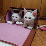 猫ちゃんにとっては快適な場所!ランドセルこそが眠りを誘い心地よくしてくれる。