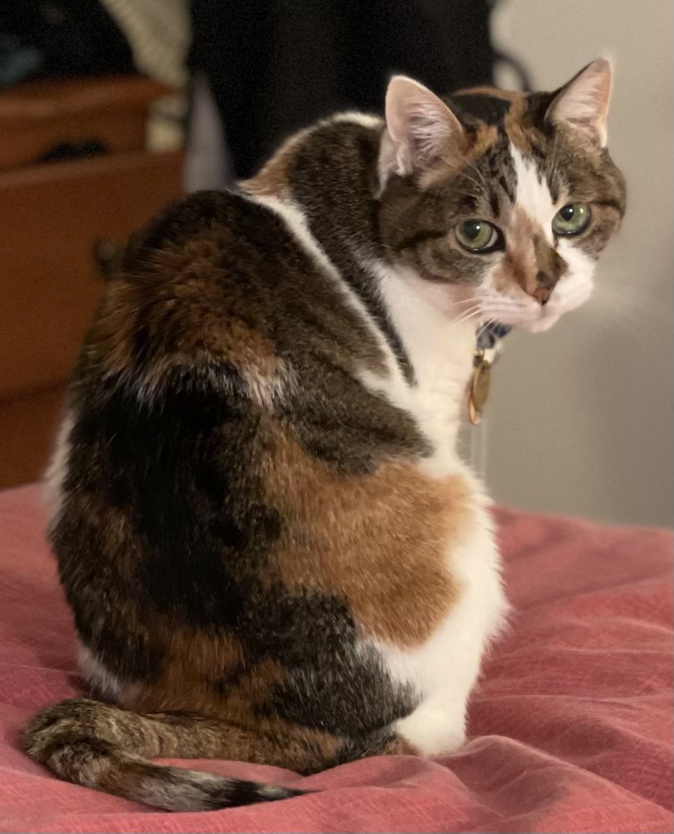 iamcaat1's tweet photo. The vett saiys i nkeed speshul food amd som thyrhoyd medisin. Domnt worree tho i am happee amd nevur got sik. The vett saiys i amnb veree helthee 15 yeeer old kittee. https://t.co/8h9YqSzHh6
