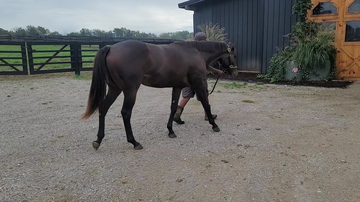 Grand looking Lord Nelson filly we purchased for Horses of Racing Age Sale at Hastings Racecourse