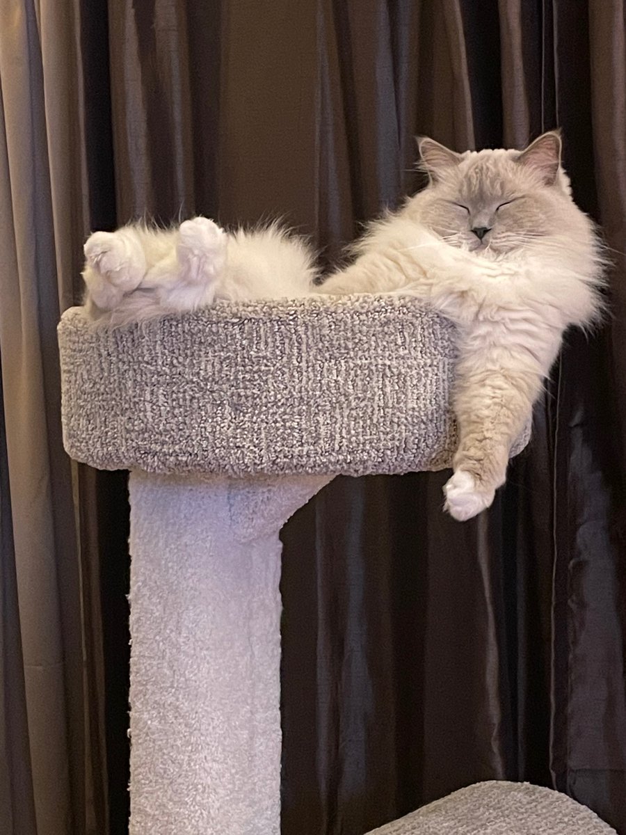 betterbrains's tweet photo. @AdamParkhomenko This is Scamper, just chillin’ in his tower😻 https://t.co/5kZZsu2Yca