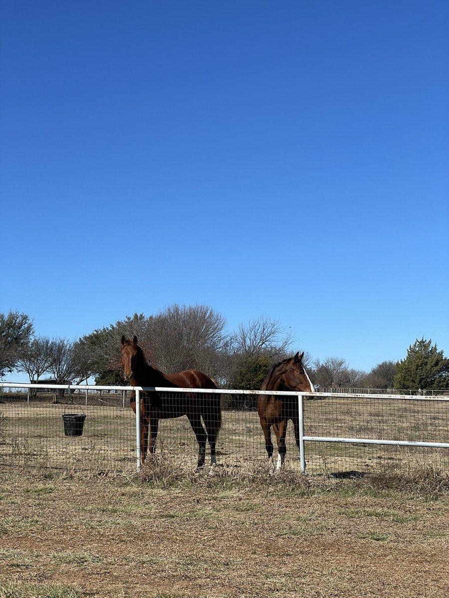 Beautiful afternoon at the farm! 🐴