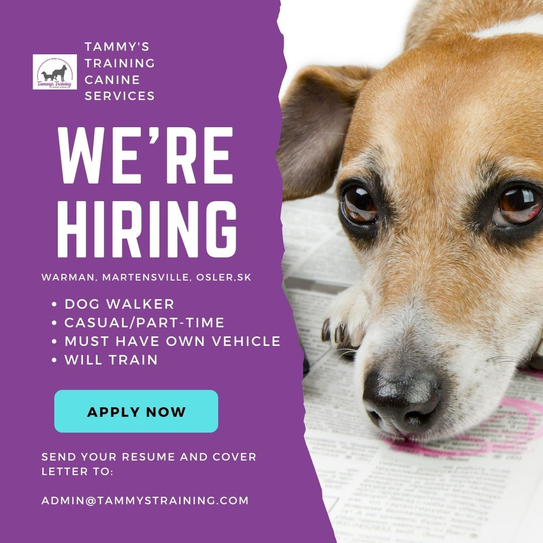 TammysTraining's tweet photo. Are you looking for looking for a job working with dogs? 

We are looking for someone to help us walk dogs one or two days a week during daytime hours. 

Interested? 
Send your cover letter and resume to admin@tammystraining.com. 

*Must have valid drivers license, your own vehic https://t.co/WzgTJfrcbi