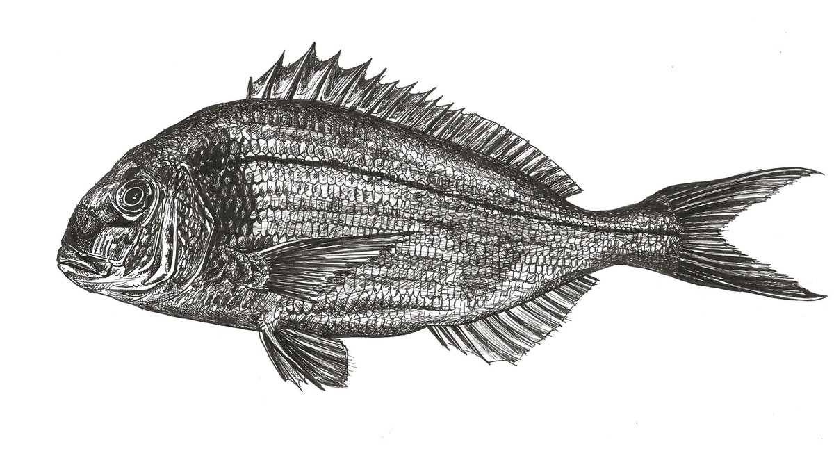 Gilthead seabream - Sparus aurata