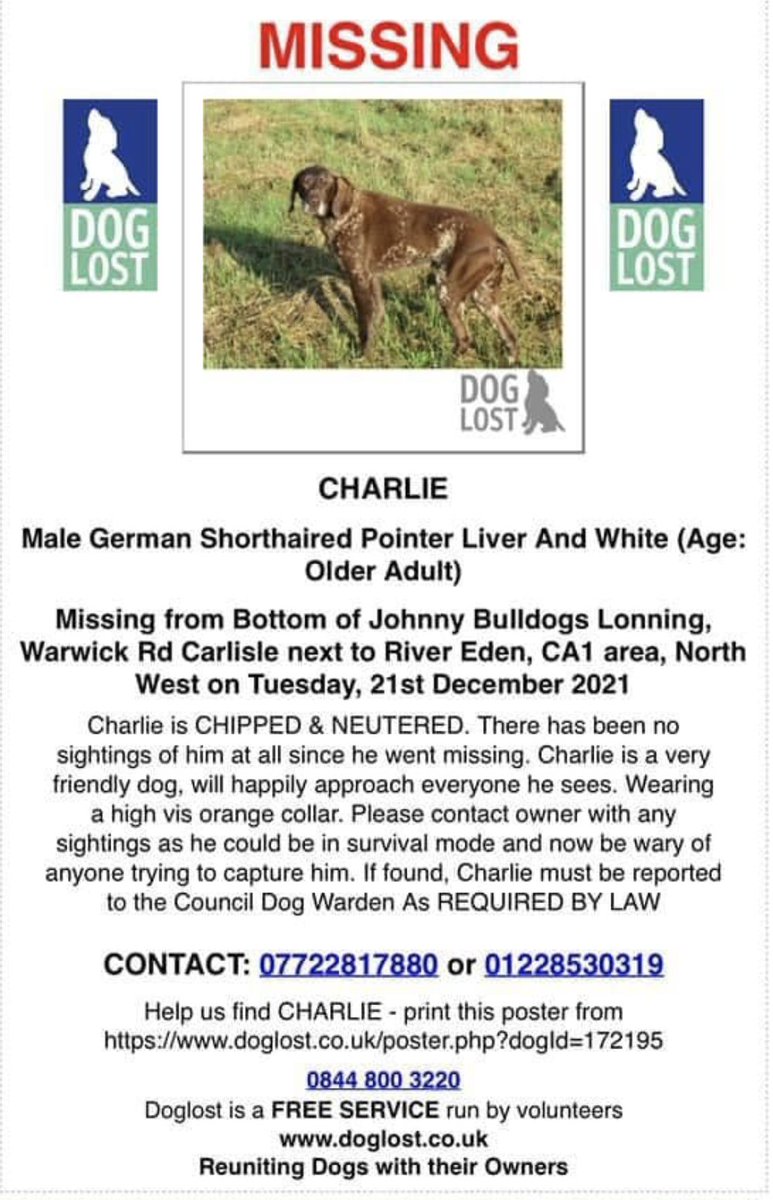 How can a dog literally vanish  on a walk they do day in, day out? Somebody must have seen (or know) something!  If you know anyone in the UK who 'acquired' a dog around this time who matches his description (liver &amp; white GSP, triangle of both ears missing), please get in touch.