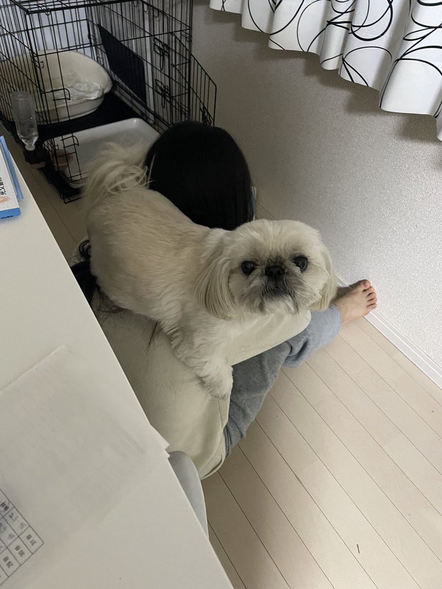 安心安全な特等席は肩の上 器用に乗る犬さんに驚き 詳しい話を飼い主さんに聞いた ブリーダーナビ