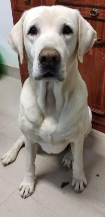 ArcadeNoeSevill's tweet photo. Zampa (11 años) nos necesita. Le duelen sus huesos con el frío del refugio y le apena verse solo cuando ha convivido siempre entre humanos. Es tranquilo y sociable tanto con personas como con otros animales. Contacto:

Tlf:633685244
Correo:Estrellaarcadenoe@yahoo.es https://t.co/EvaOa9NDXt