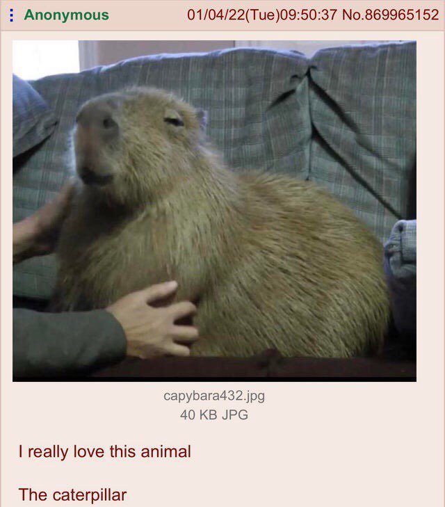 CapybaraCountry's tweet photo. https://t.co/1IHFH17Cp1