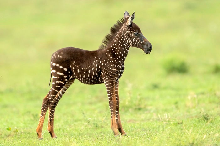 RothSafaris's tweet image. This cute &amp;amp; exquisitely unique foal was &apos;spotted&apos; recently on the Maasai Mara. The newborn has a scattering of white dots across its dark fur, finally answering whether zebra are black with white stripes or the other way round!
Photos: Kingdoms
#zebra #zebrastripes #spottedzebra