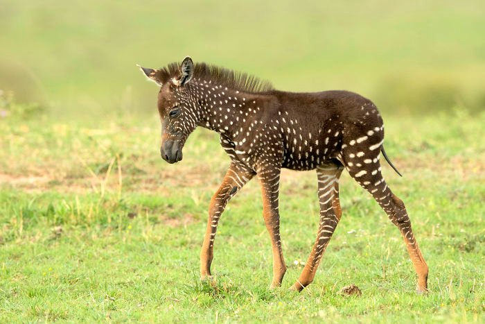 RothSafaris's tweet image. This cute &amp;amp; exquisitely unique foal was &apos;spotted&apos; recently on the Maasai Mara. The newborn has a scattering of white dots across its dark fur, finally answering whether zebra are black with white stripes or the other way round!
Photos: Kingdoms
#zebra #zebrastripes #spottedzebra