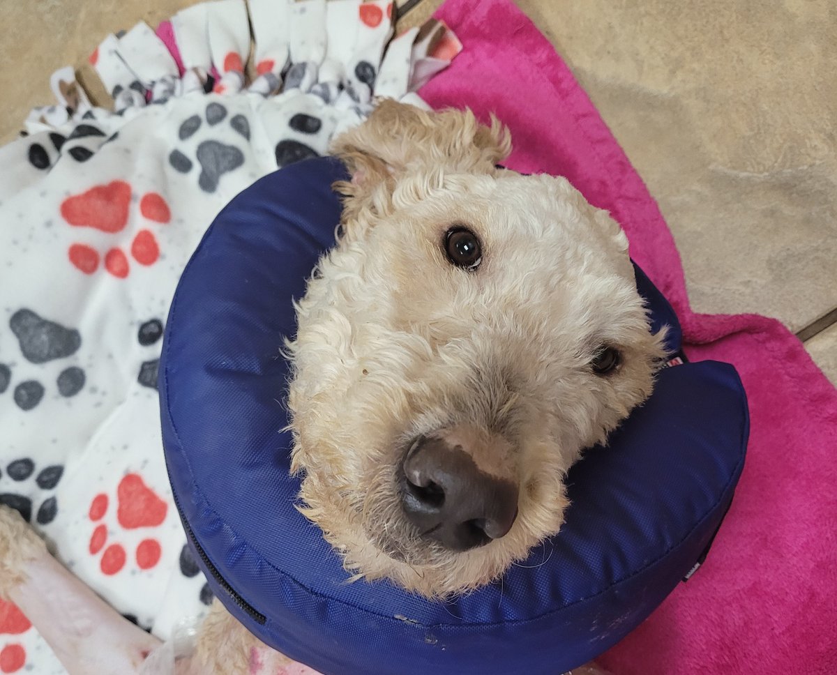 DogDaysRescue's tweet photo. Thank you for your prayers for dear Will, the doodle cruelly set on fire. His story has resonated with so many &amp; he is loved by thousands. He’s still in the fight of his life so you can follow brief updates here, or longer ones on our Facebook page: https://t.co/waioLAmAaY https://t.co/KxSyMS9UdX