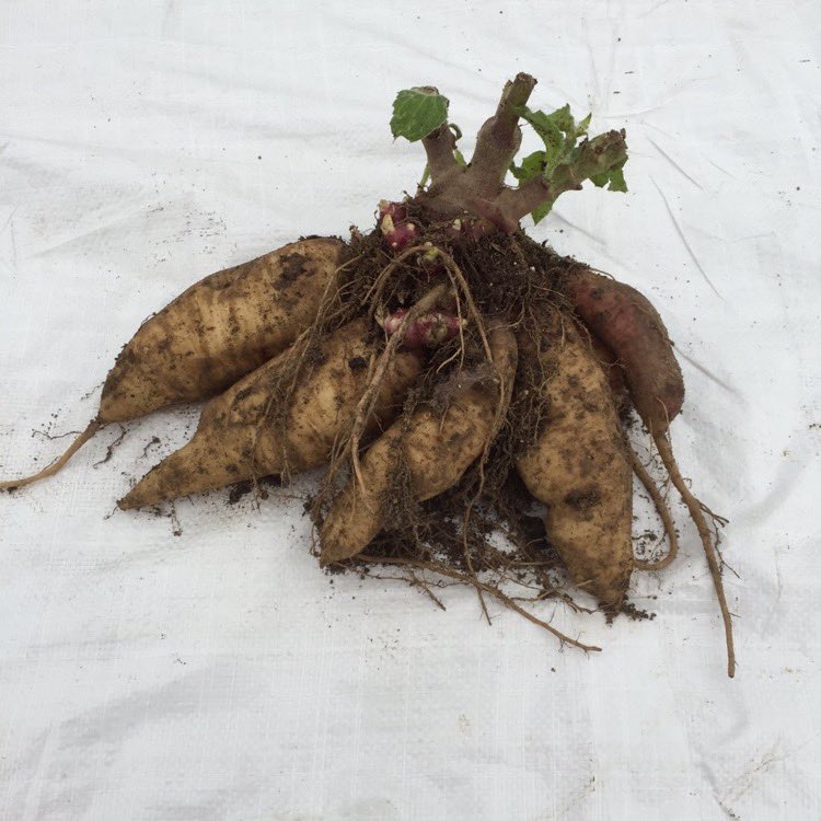 IrishYacon's tweet photo. @ZwartblesIE @PatFitzGerald @ETIBerlin @KnottownFarmer https://t.co/ibZnBkUWcg