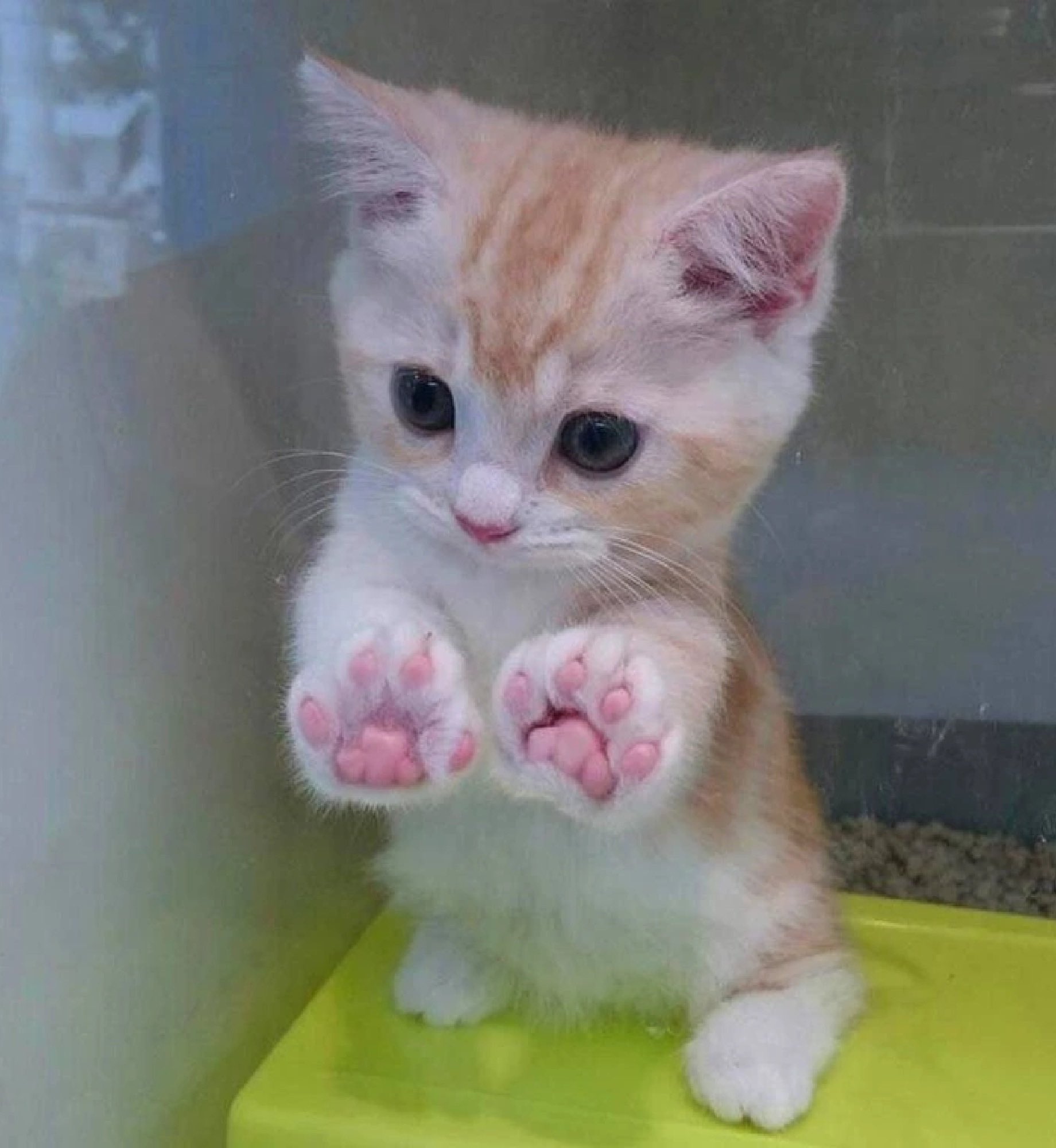 Кошка с большими лапами