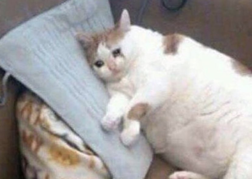 m@€k alt READ PINNED tweet media
