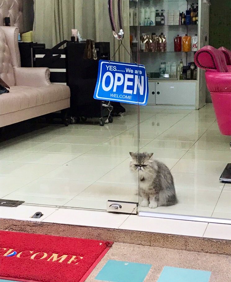 CatWorkers's tweet photo. https://t.co/wzikP9gYdu