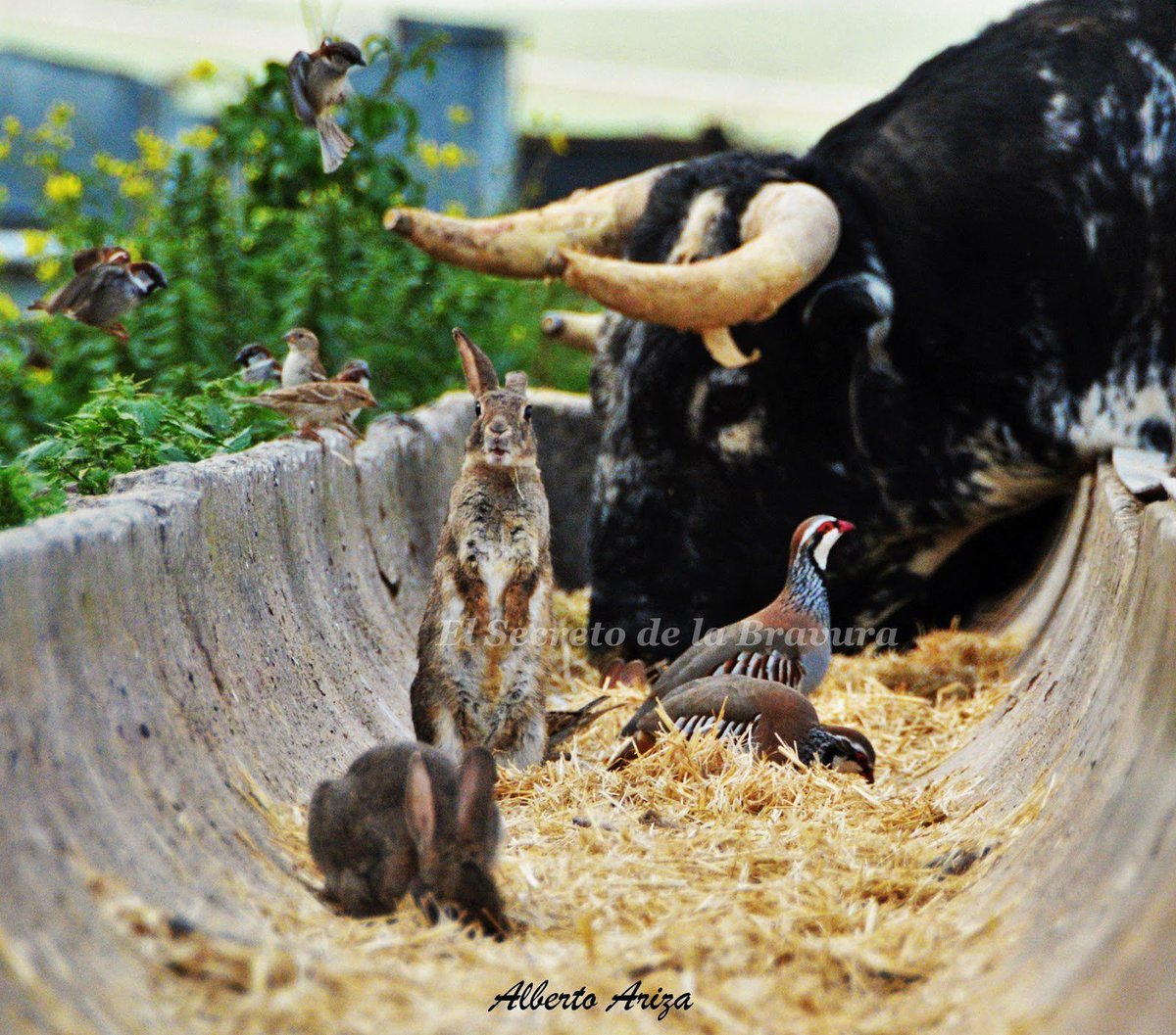 ¡Buenos días! Y #FelizMartesATodos 
Gorriones, perdices ¿liebres o conejos? y un toro... una fotografía espectacular de Alberto Ariza.
ForosToreros.Com