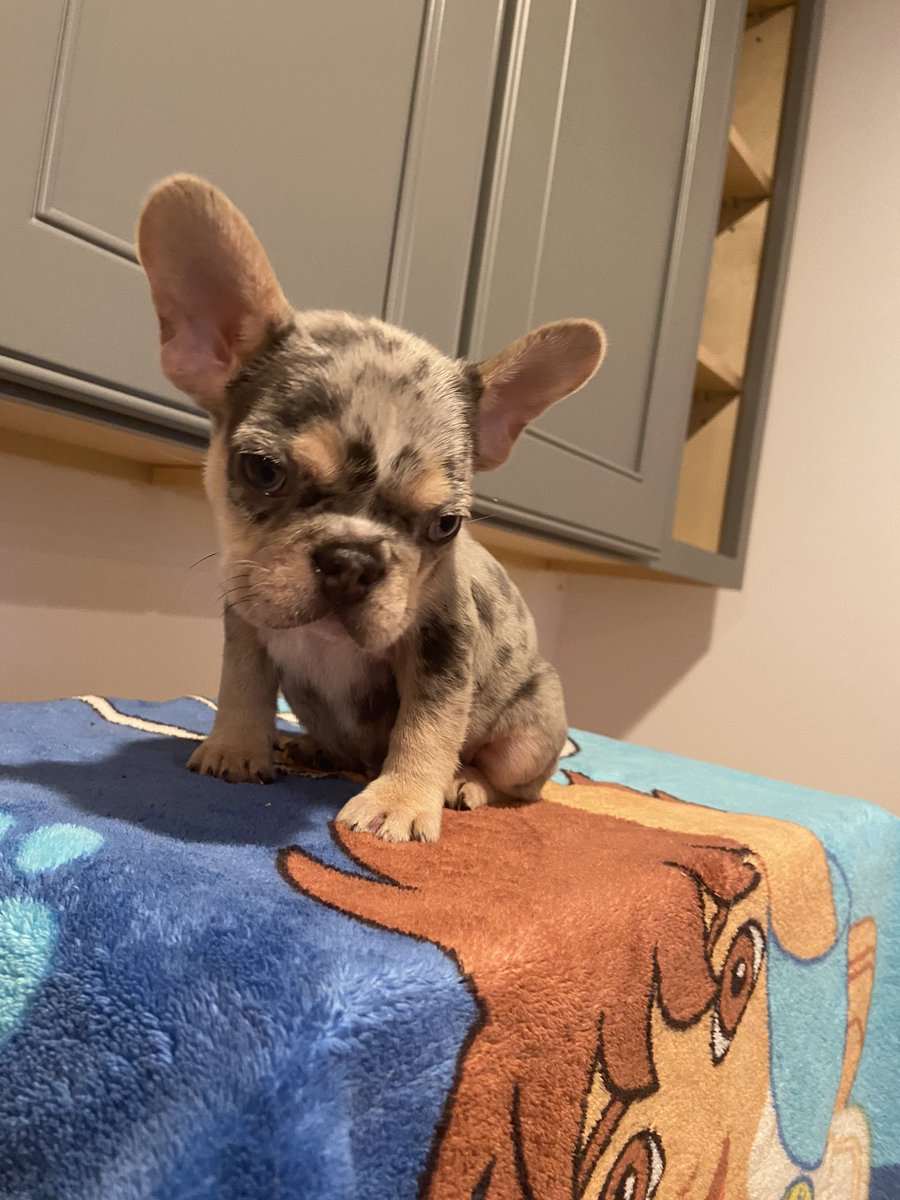 james sample jr tweet media