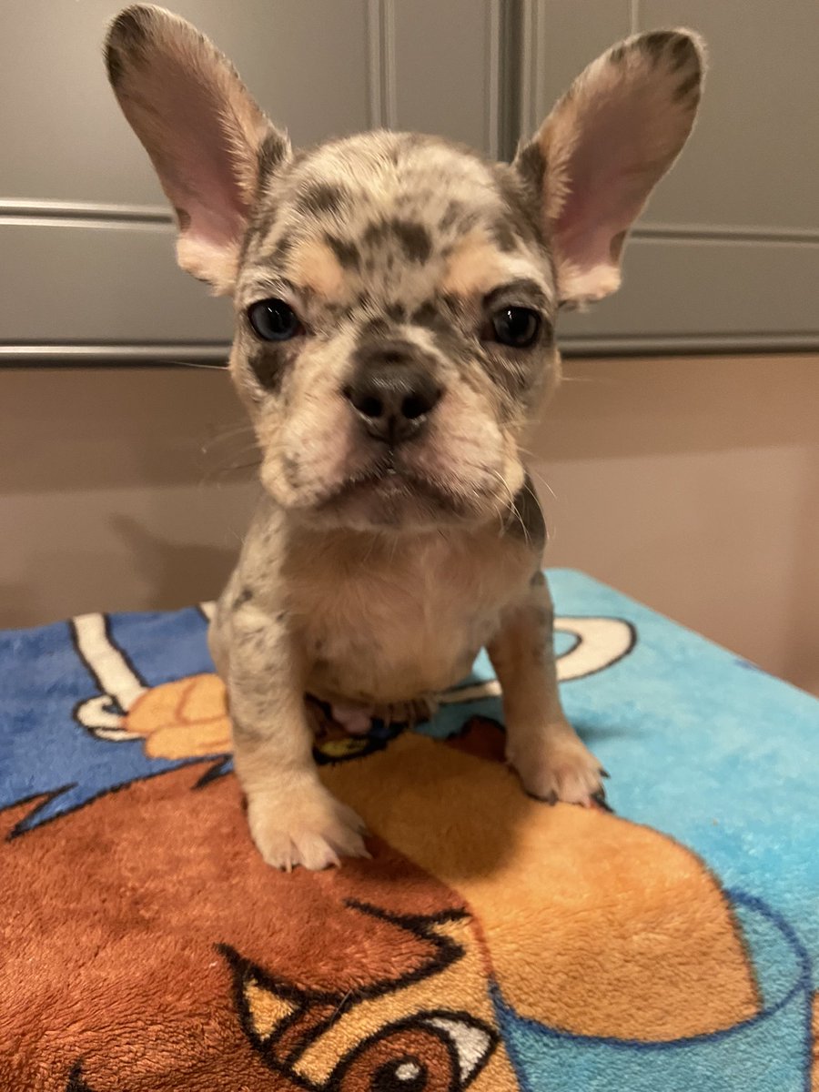 james sample jr tweet media