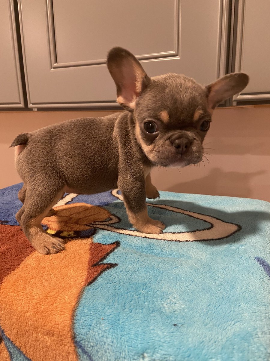 4 Males left papers plus shoots Dm me if your interested #Frenchies