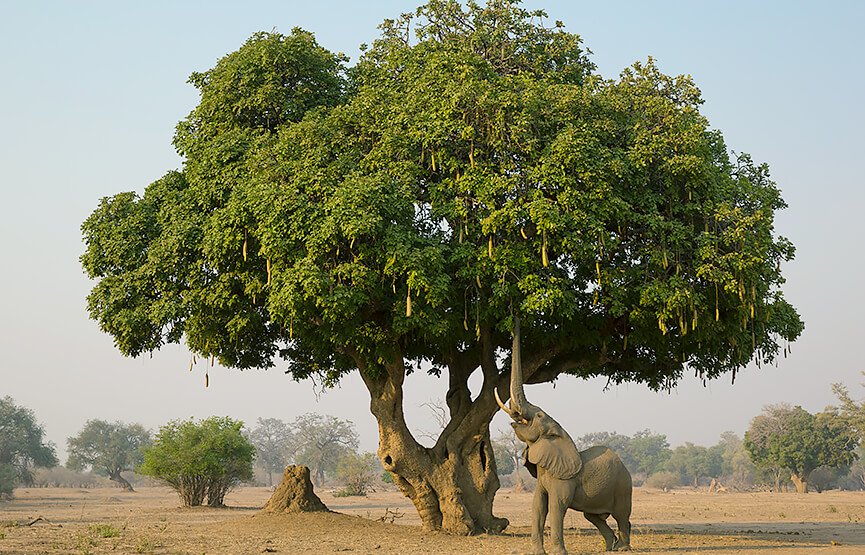 spadithya11's tweet image. If there was an elephant nearby, and the trunk was up to eat a fruit/something. Then is it called as an #ElephantTree..?