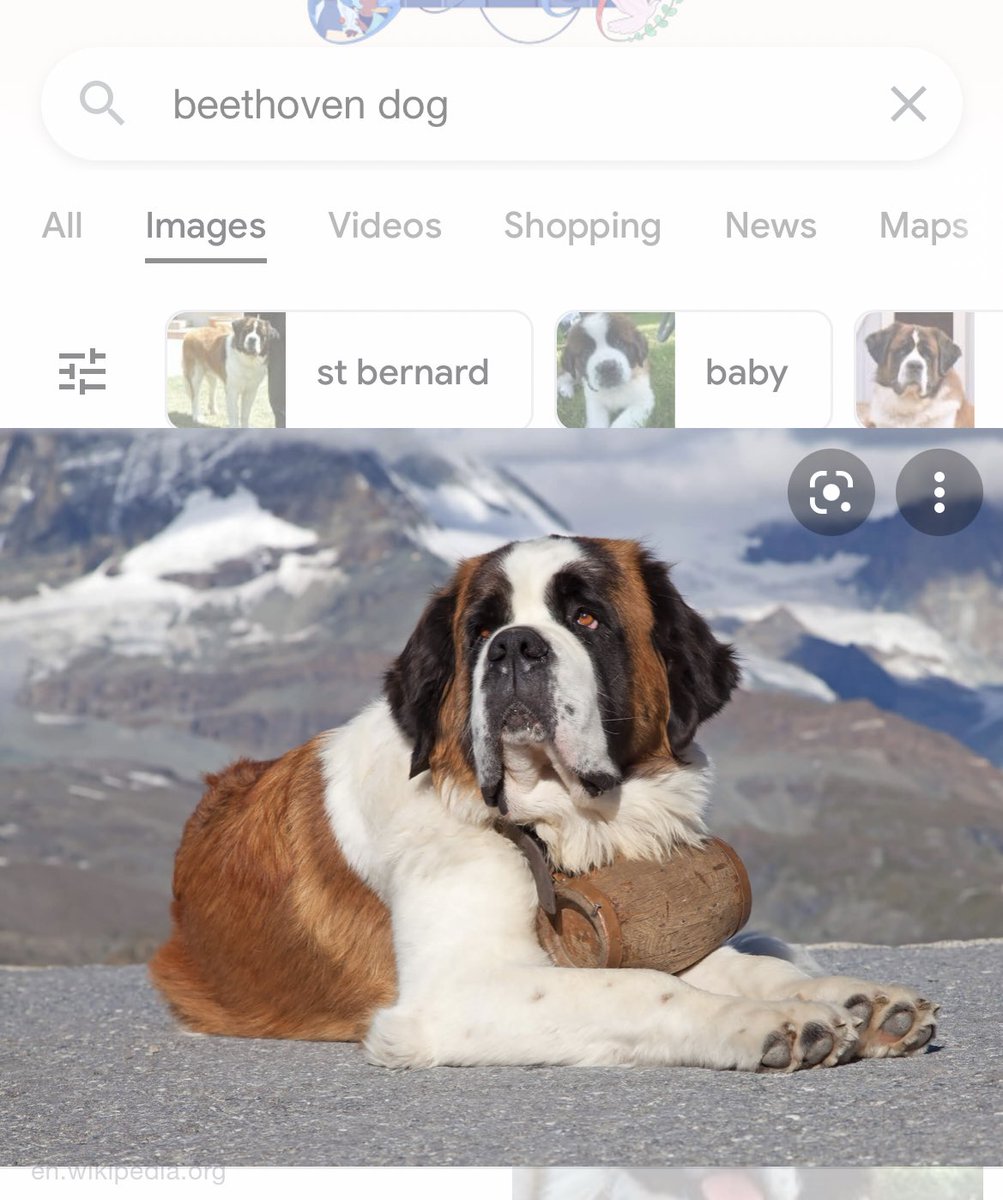 emmafromschool's tweet photo. just found out this dog breed is not called beethoven but instead st. bernard i feel so fucking dumb https://t.co/yQJ7pJOyKu
