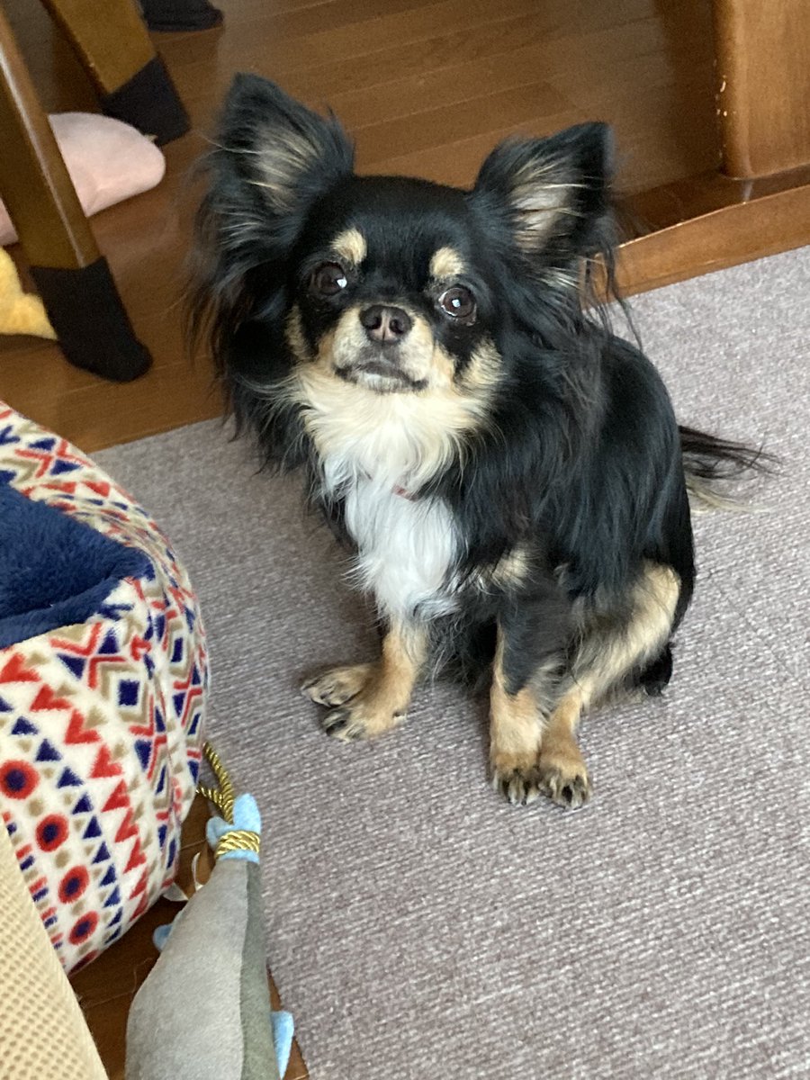 実家のイッヌが天使なんですよ（お久しぶり）