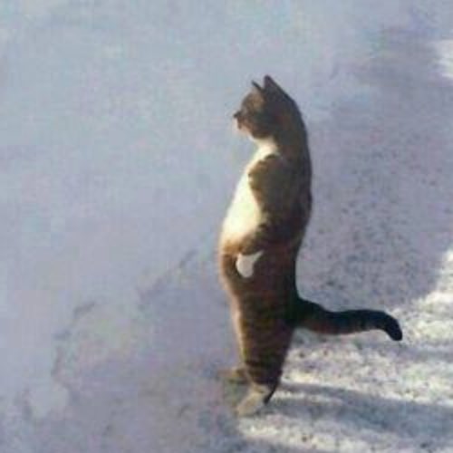 ً (@vani_cats) on Twitter photo 