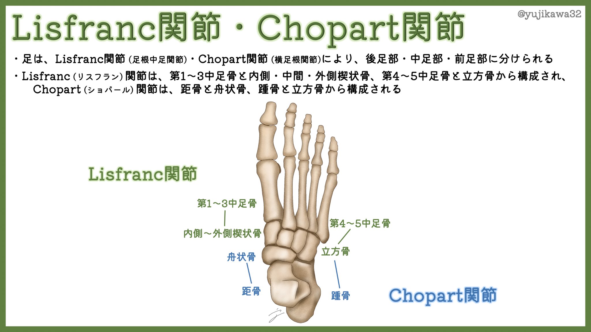Twitter 上的 ユジカワ 整形dr イラストレーター 以前投稿したような気もする内容 基本的知識だけど 文字で 骨と 骨から構成されている とか言われても理解しづらいので やはりイラストで覚えるのが1番だと思う リスフラン関節 ショパール関節