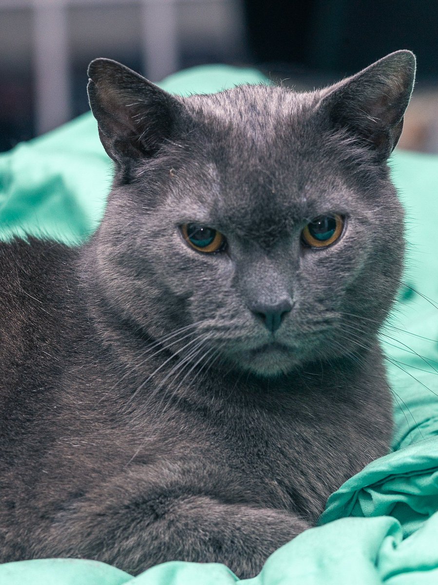 Kyle Yank tweet media