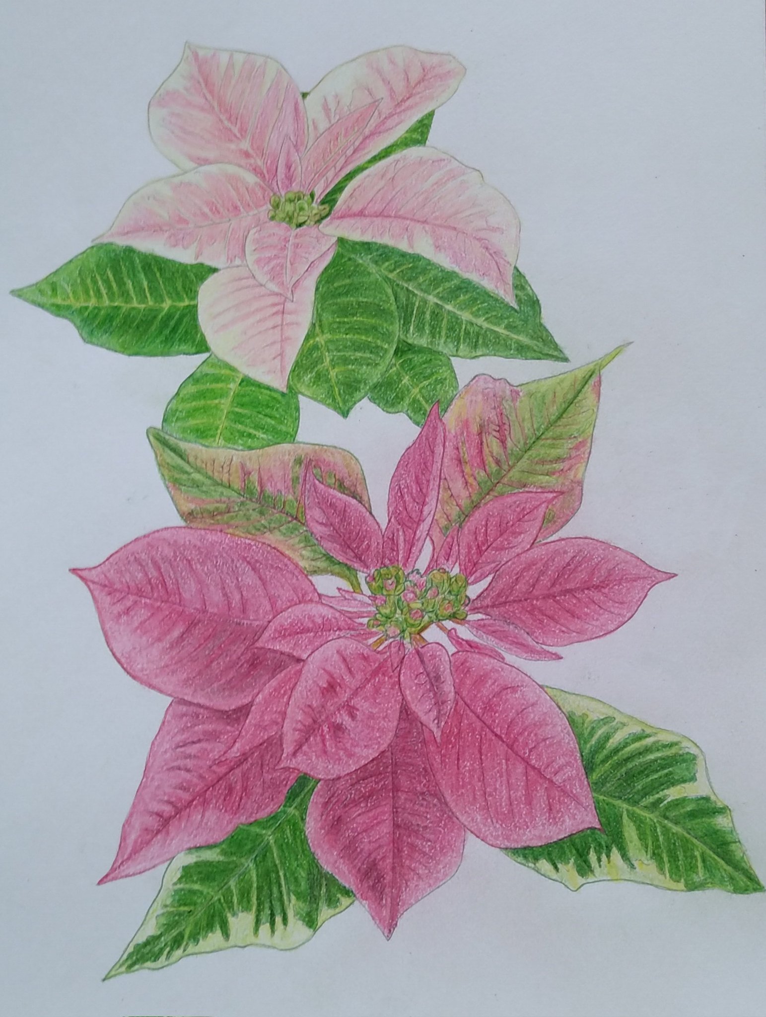 花の塗り絵 Twitter Search Twitter