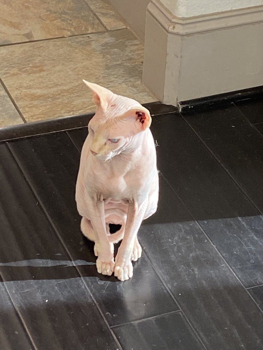 KittyOfTD's tweet photo. Today's kitty of the day is Percy James!

He is always evil but @Jew0TD still loves him!

#CatsOfTwitter #CatOTD https://t.co/Yq0pPjEUZu