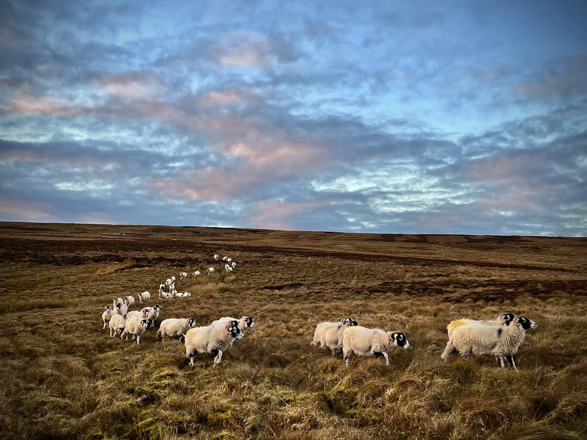 YorkshireShepherdess tweet media