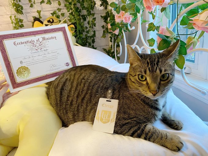 I was left unattended online for 2 seconds and now my cat is Ordained. https://t.co/15A6kgpR39