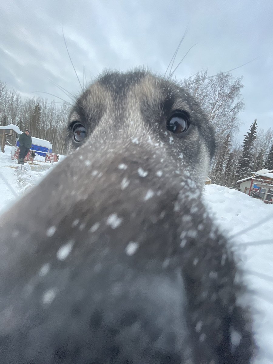 ATAOkennel's tweet photo. We are 30 followers away from 5000 😱 Elmer the puppy is impressed https://t.co/CB6Yn28vfX