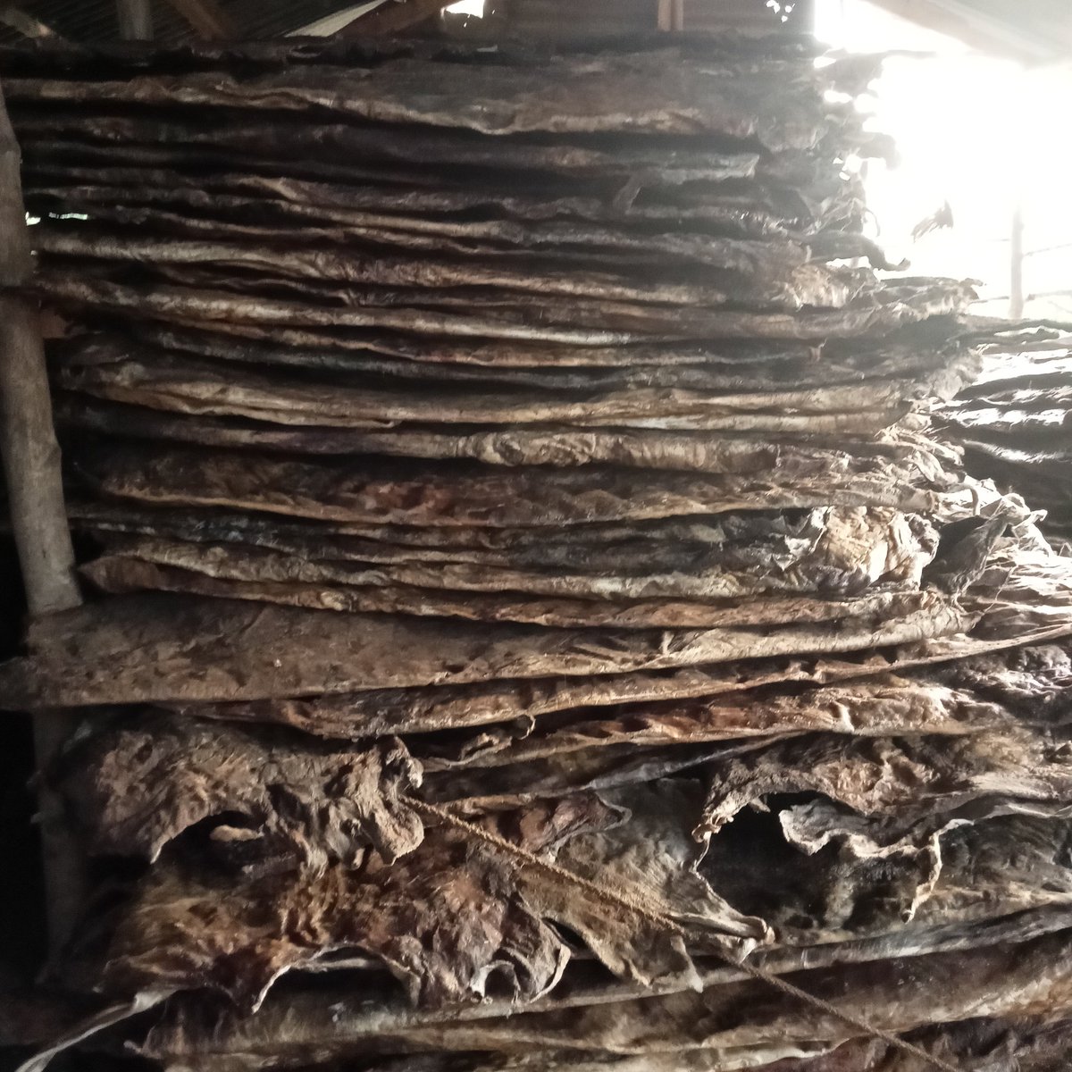 HopeAkello2's tweet photo. Cow Skin hudas is best business my friends ,ask me how? https://t.co/xdFRdDwgPU