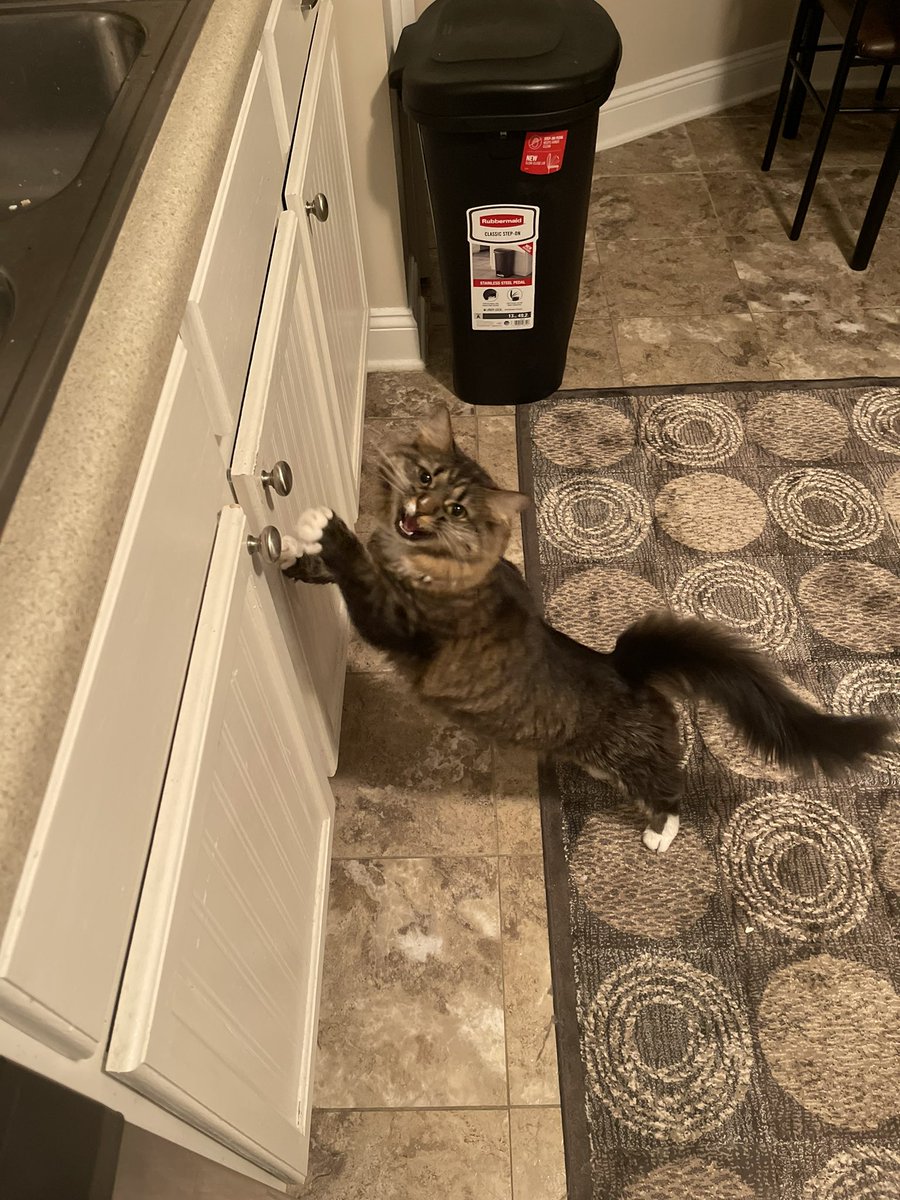 Does anyone else have a cat (or in my case, (not pictured) multiple cats) that thinks if you step into the kitchen, you owe them food? Apparently me filling up my water bottle calls for cute, yet demanding, hostility