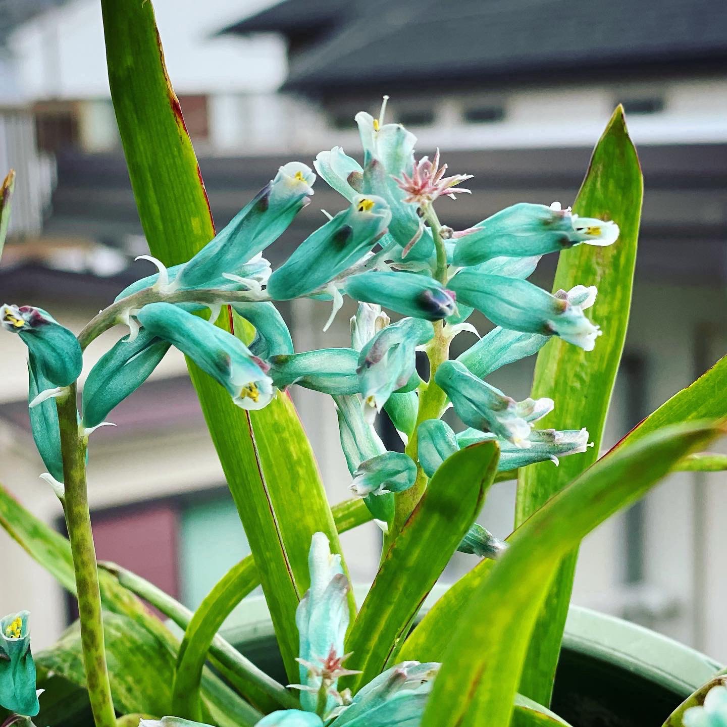 坂本 歩 おはよう ラケナリア ディセンバースカイ Lachenalia Viridiflora December Sky 神秘的な翡翠色の花を冬に咲かせます ムスカリのようなユニークな花 Viridifloraはラテン語で 緑の花 の意味 南アフリカ原産の球根植物 耐寒性は弱い