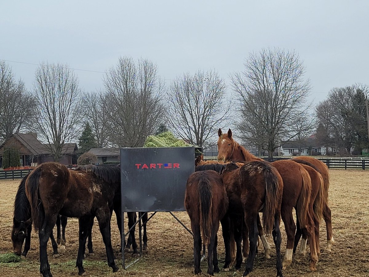 Content bunch of newly turned yearlings sharing a hay feeder at Todd Manor, Midway, Kentucky