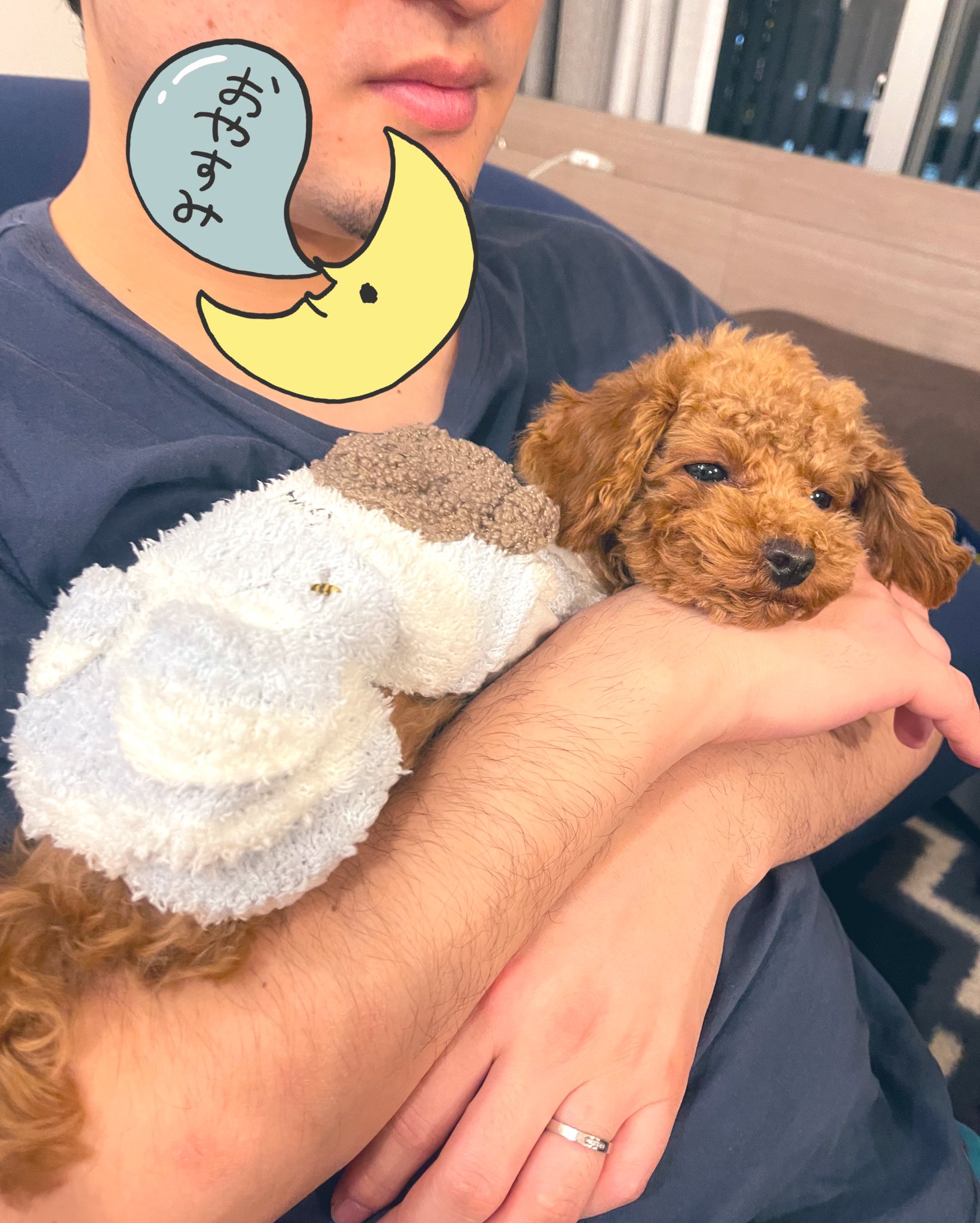 立ち耳チョコ マイクロティーカッププードル Choco F 214 Twitter