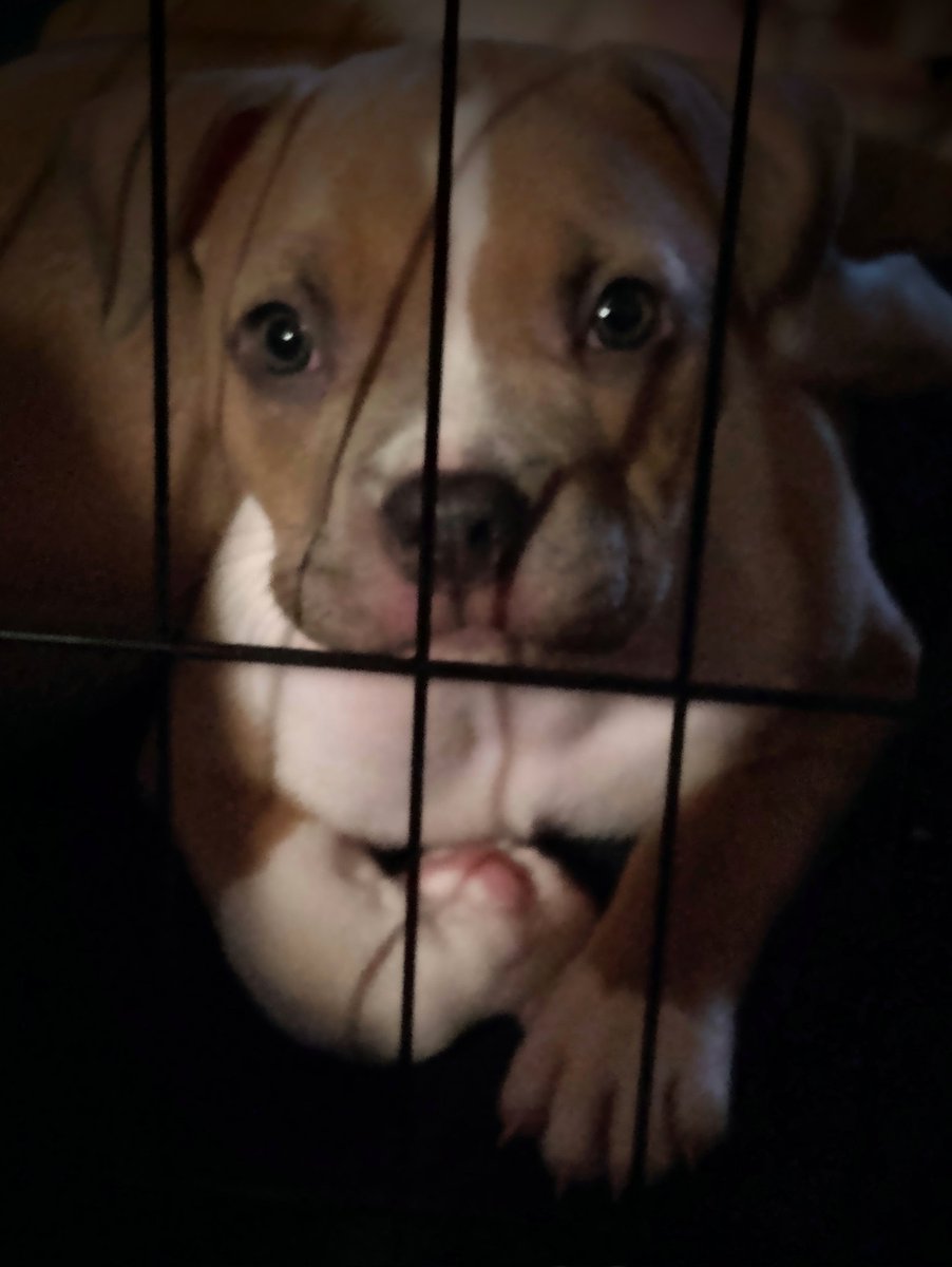 c3y870's tweet photo. New family members.. #AMERICABULLY #ABKC https://t.co/gN1QrGPETm