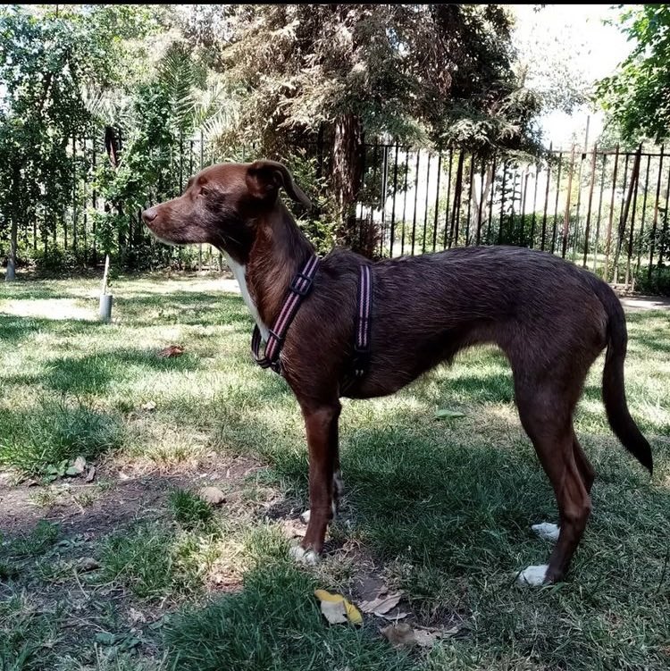 Clararouse's tweet photo. RT, por favor. Se busca a Marilyn. Perrita de Claudia Rodriguez. Se perdió hoy, 17 de enero, en Barrio Franklin. Santiago centro. Les comparto foto y datos para contactar a su humana. Muchas gracias. #perritaperdida https://t.co/dOMqV7VC8p