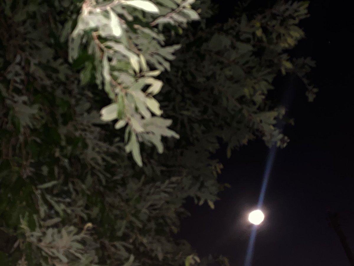 ValeriaEscames's tweet photo. “ Lua do lobo”  #TeenWolf https://t.co/oeNPKnGkTn