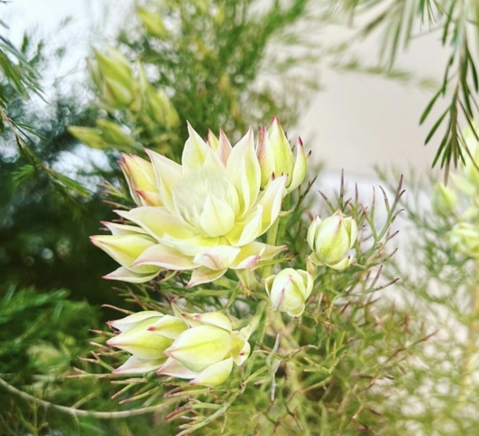 銀座ロフト 1階 The Farm Universal 花嫁のブーケ セルリア 頬を染める花嫁 という意味を持つ セルリア ブラッシングブライト イギリスのダイアナ妃の ウェディングブーケに 使われたことで一躍有名になった ネイティブフラワーです くわしく 銀座ロフト 1階 The Farm Universal 花嫁のブーケ セルリア 頬を染める花嫁 という意味を持つ セルリア ブラッシングブライト イギリスのダイアナ妃の ウェディングブーケに 使われたことで一躍有名になった ネイティブフラワーです くわしく