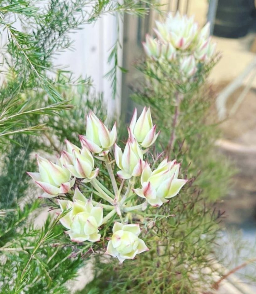 銀座ロフト 1階 The Farm Universal 花嫁のブーケ セルリア 頬を染める花嫁 という意味を持つ セルリア ブラッシングブライト イギリスのダイアナ妃の ウェディングブーケに 使われたことで一躍有名になった ネイティブフラワーです くわしく 銀座ロフト 1階 The Farm Universal 花嫁のブーケ セルリア 頬を染める花嫁 という意味を持つ セルリア ブラッシングブライト イギリスのダイアナ妃の ウェディングブーケに 使われたことで一躍有名になった ネイティブフラワーです くわしく